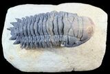 Crotalocephalina Trilobite - Foum Zguid, Morocco #49918-1